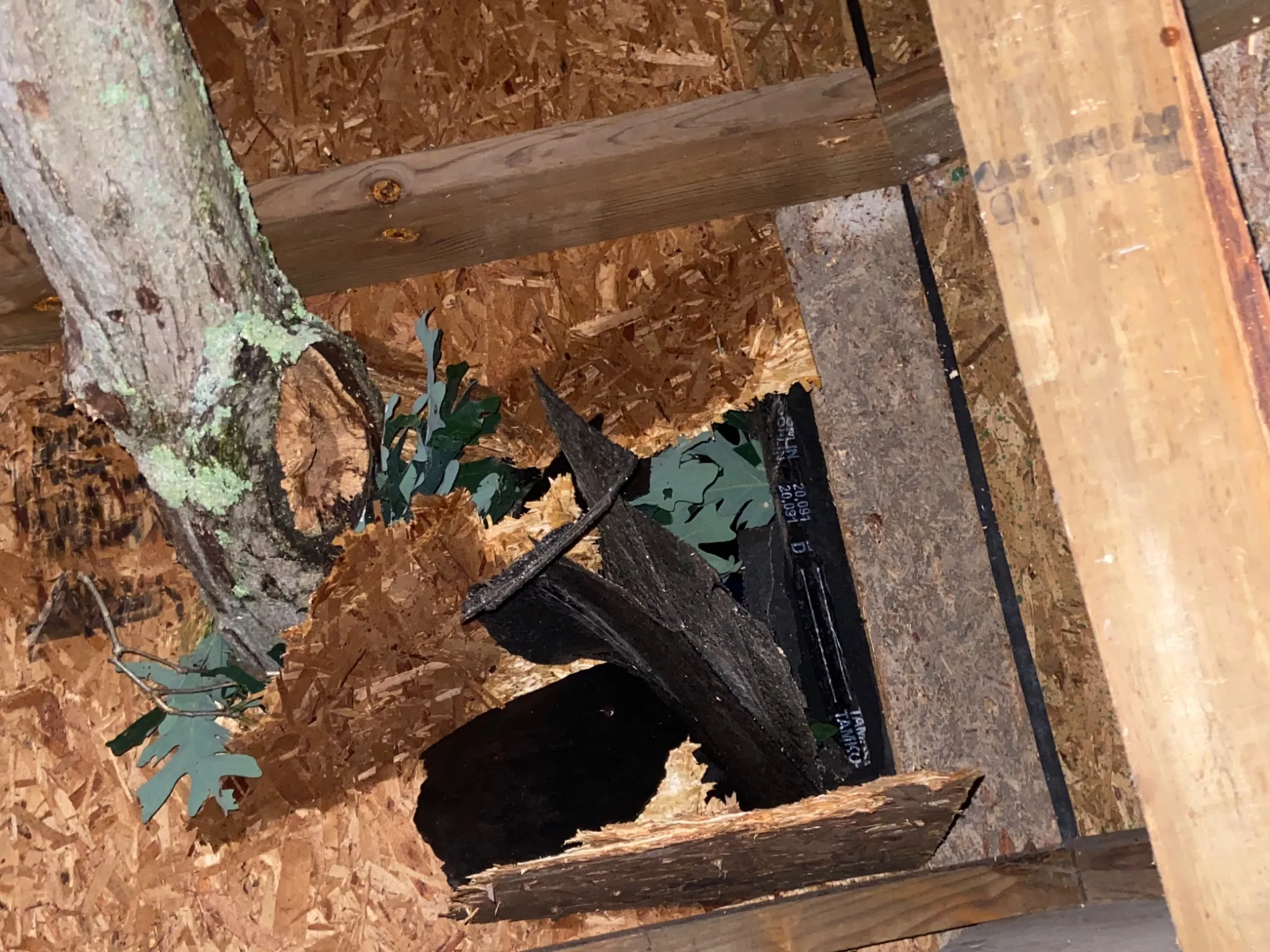 roof bros restoration madison storm inspection attic broken branch osb 012 - Roof Bros Restoration - Storm Damage Roof Inspection After Hail or Wind